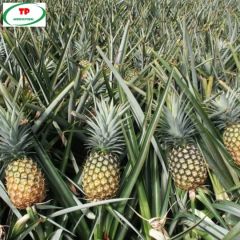Fresh Pineapples