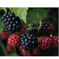 Fresh Berries