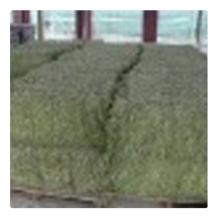 Grain