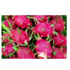 Fresh Dragon Fruit